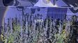 Fuego, humo y droga: apagaron un incendio en el norte de la ciudad y descubrieron un vivero de marihuana