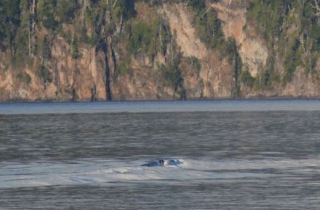Dice que fotografió la mítica criatura del lago Nahuel Huapi