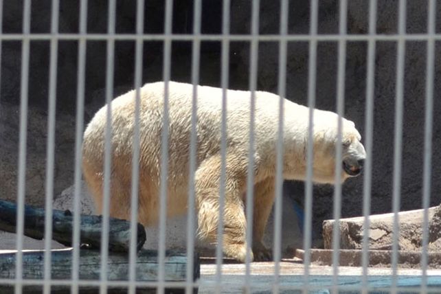 Arturo se quedará en Mendoza