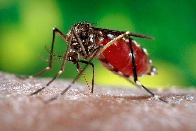 Dengue: aclaran sobre operativos de fumigación en hogares particulares
