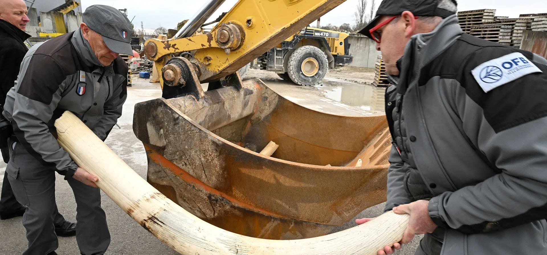 Los trabajadores arrojan objetos hechos de marfil en el cubo de una excavadora para que puedan ser destruidos. Algunas piezas fueron entregadas de colecciones privadas después de una campaña de la organización benéfica de animales IFAW, Reims, Francia. Fotografía: François Nascimbeni/AFP/Getty Images Los trabajadores arrojan objetos hechos de marfil en el cubo de una excavadora para que puedan ser destruidos. Algunas piezas fueron entregadas de colecciones privadas después de una campaña de la organización benéfica de animales IFAW, Reims, Francia. Fotografía: François Nascimbeni/AFP/Getty Images