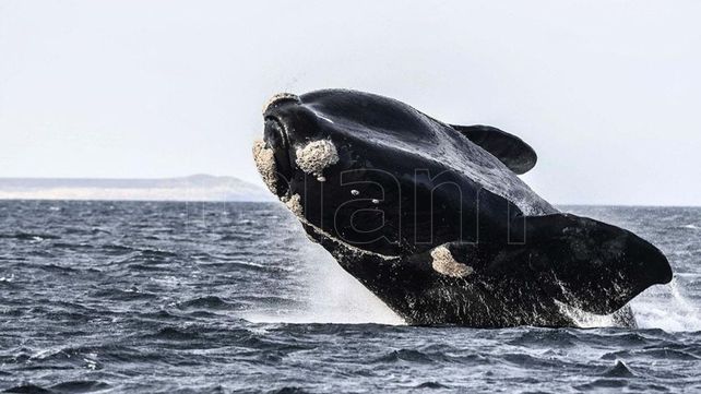 Las ballenas son un gran atractivo turístico de Península Valdés.