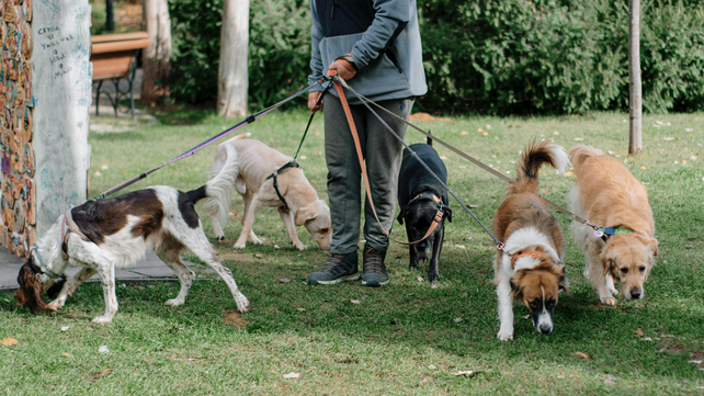 Pasear perros