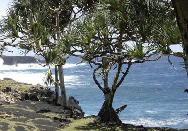 Una planta tropical funciona como indicador de las áreas donde se pueden encontrar diamantes