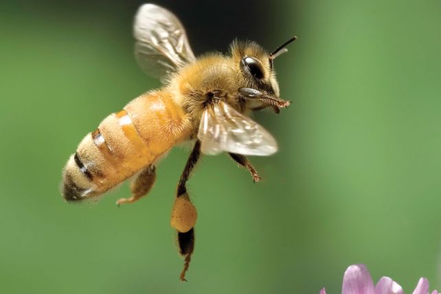 Las diez picaduras más dolorosas en el planeta