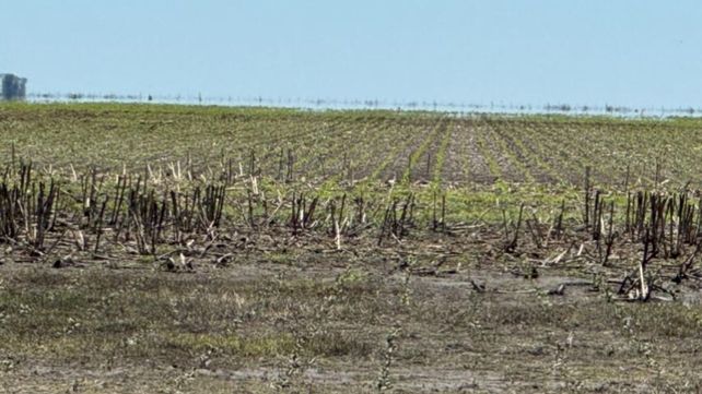 El lote de girasol seco luego de un siniestro. El equipo técnico de NK revisó y reportó sobre la inundación del lote y a los diez días llegaron las bolsas NK para la resiembra. &nbsp;