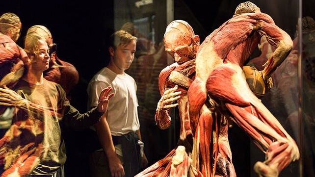 El museo de anatomía Body Worlds en Londres exhibe increíbles figuras