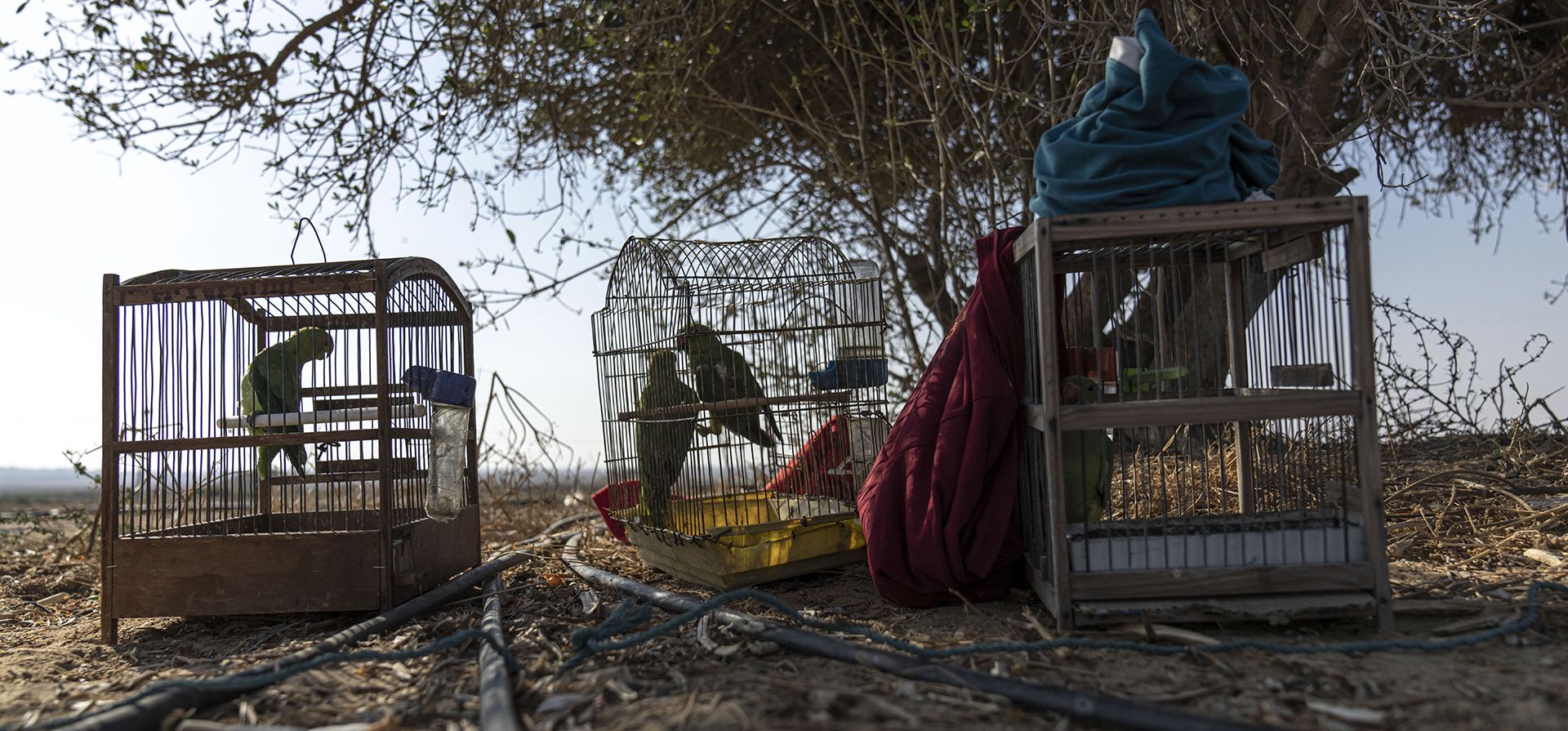 Periquitos que fueron capturados por jóvenes palestinos se colocan en jaulas cerca de la frontera palestino-israelí en Khan Younis, en el sur de la Franja de Gaza, el lunes 22 de agosto de 2022. Decenas de palestinos se han dedicado a la captura de aves en los últimos años, capturando periquitos la frontera fuertemente custodiada con Israel y vendiéndolos a tiendas de mascotas.