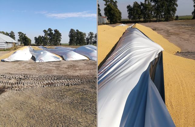 No lo podemos entender, dijo el productor de Santa Fe que se encontró con siete silobolsas abiertos