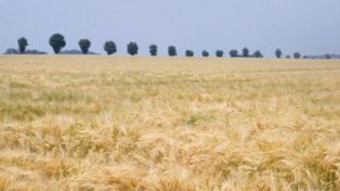San Luis: incorporan centeno para controlar la erosión hídrica y eólica