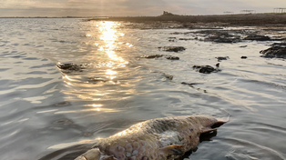 La irrupción de nuevas especies de peces en la laguna de Melincué es por el hecho que ahora es de agua dulce y no salada como lo fue hace años. (Foto A.S)