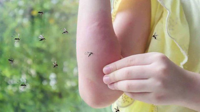 Invasion de mosquitos. Las lluvias de las últimas semanas fueron determinantes