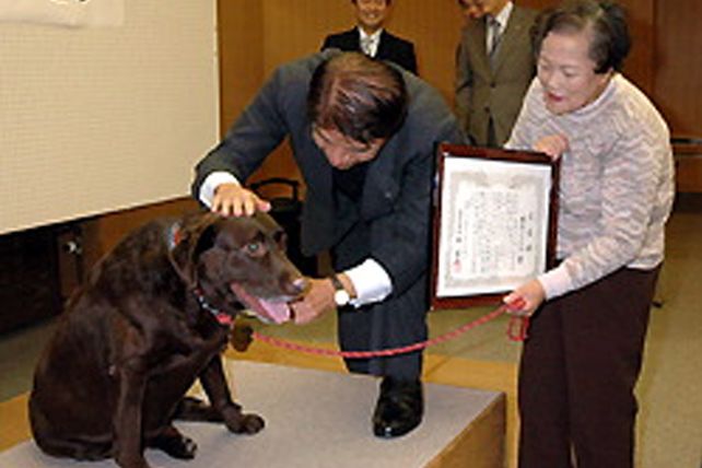 El mejor amigo del hombre: Japón condecora a un perro por salvarle la vida a una niña