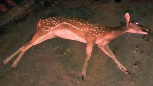 Por un ciervo, hubo un importante despliegue de la policía de Santa Fe