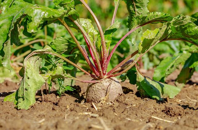 La remolacha puede aportar al sector ganadero y a la calidad de las dietas humanas