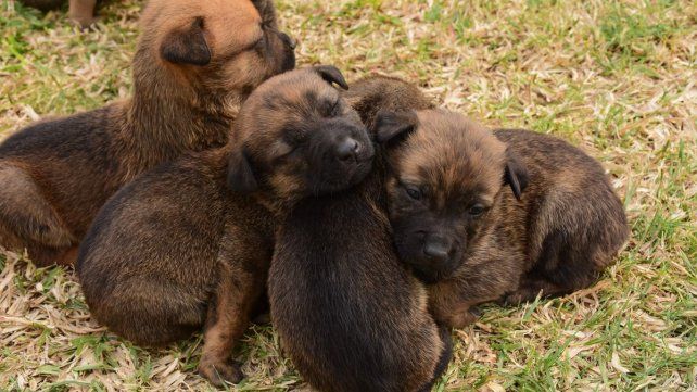 Los cachorros son hijos de Sakura -una Can Belga Malinois-
