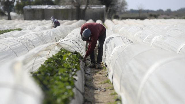La bajante del río Paraná trae aparejada el aumento de la salinidad en el agua y eso pone en riesgo la producción de frutillas en Coronda.