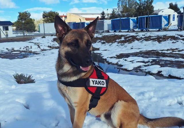 El ovejero aleman Yako, durante una instrucción para búsqueda de personas de la que participó en Bariloche. 