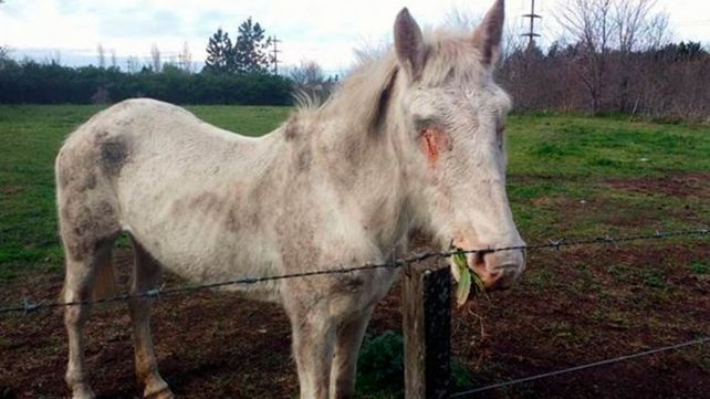 Conmoción por brutal ataque a una yegua