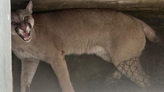 Un puma concolor fue rescatado de una vivienda en Monje