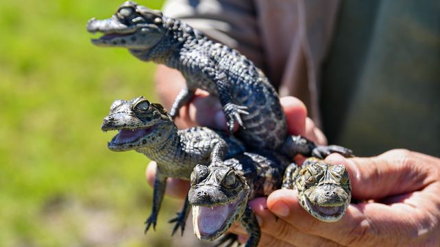 Biodiversidad: provincia ya liberó más de 350 animales silvestres en 2025