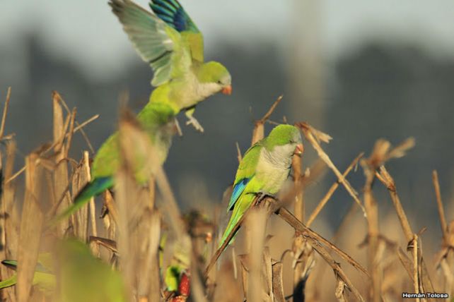 Los p&aacute;jaros. Cotorras y palomas son el terror de los cultivos de ma&iacute;z y girasol.&nbsp;