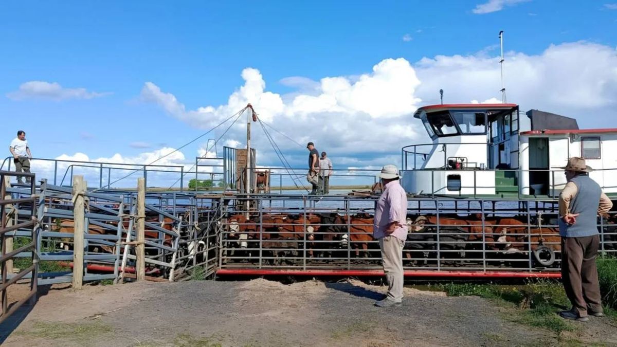 Crecida del Paraná: éxodo masivo de ganado en las islas frente a Rosario por temor a una inundación