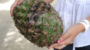 Reclamo y riesgo en la vía pública por un árbol