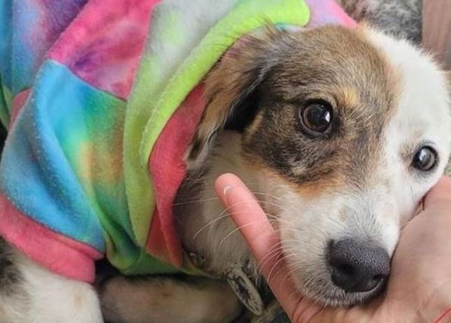 Uno de los perritos en guarda que tiene la protectora.
