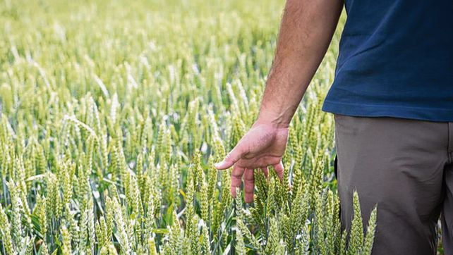 cultivo. La elección de la variedad es clave para un perfil sanitario óptimo.