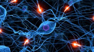 Identifican mecanismo de la pérdida de memoria asociada al Alzheimer