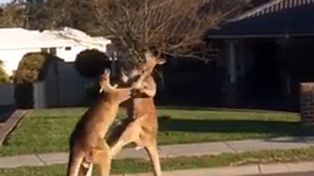 Dos canguros se agarraron a piñas en plena calle y el video se viralizó en la web