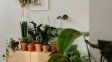 Hay muchas opciones para sumar plantas a espacios interiores.