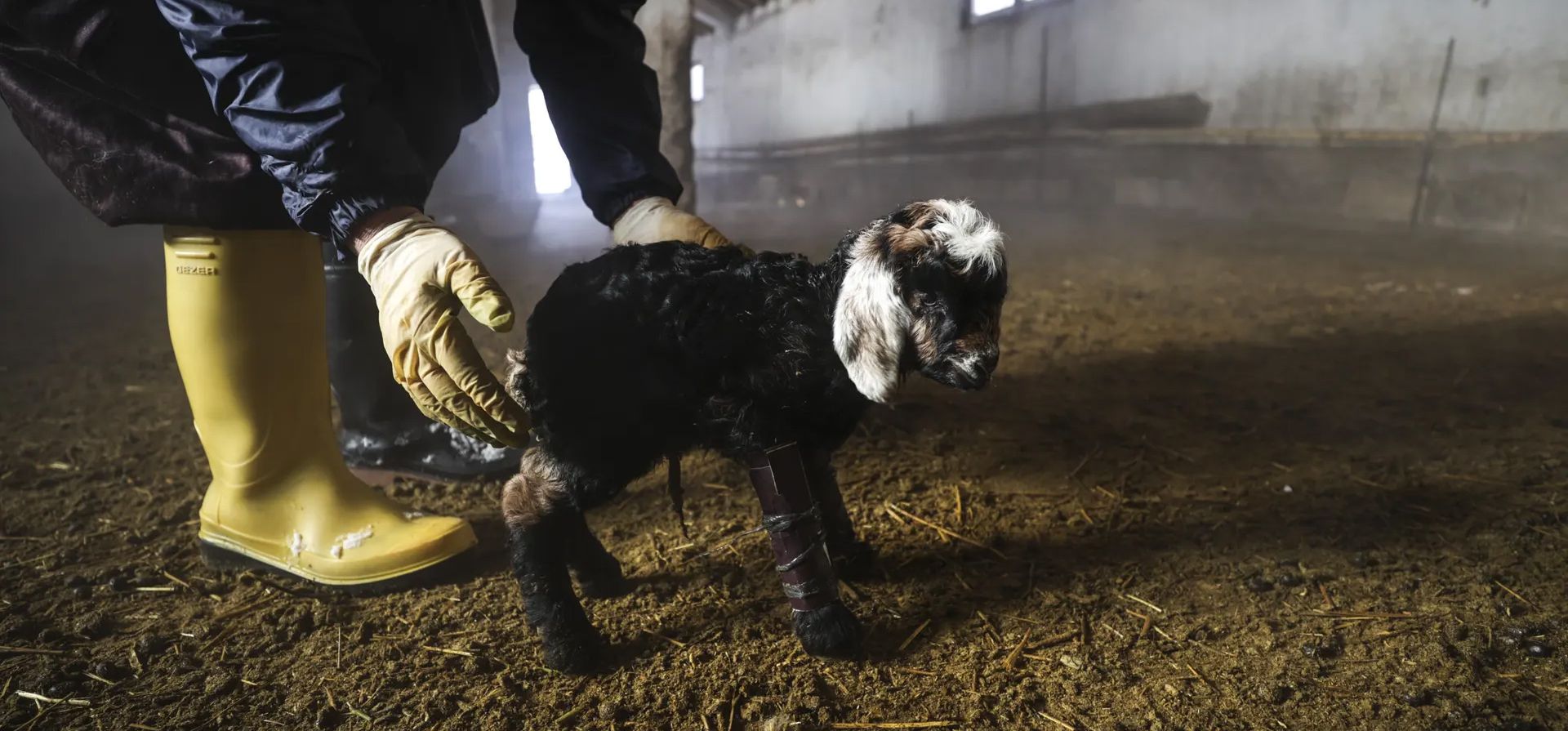 Un cordero nacido con las patas delanteras torcidas intenta caminar con la ayuda de férulas, en Dara, Turquía.