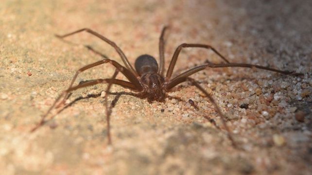 La araña loxosceles posee un veneno mortal y suele anidar en domicilios o lugares en desuso.