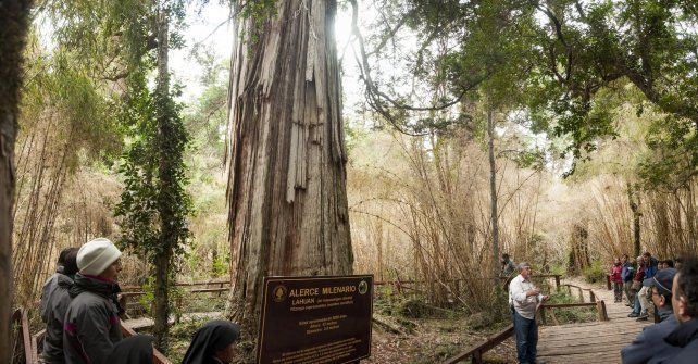 Milenario. El alerce que todos quieren ver y recibir las explicaciones de los entendidos y profesionales que mantienen en condiciones al parque nacional durante todo el año