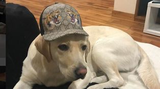 Es furor en las redes el perro de un futbolista