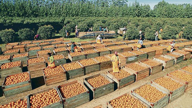 Bordet está al frente de las gestiones para exportar cítricos dulces a Estados Unidos