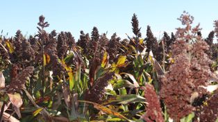 Menos sorgo en Estados Unidos y Australia abre una oportunidad para la producción argentina