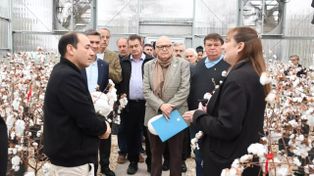 Arandu: la nueva genética que promete cambiar el futuro del algodón argentino