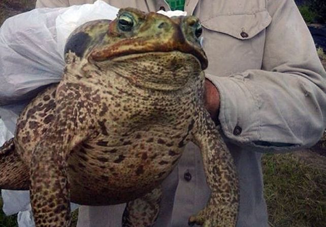 Un sapo fuera de lo común fue hallado entre pastizales