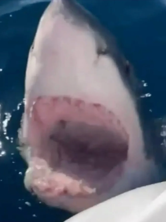 Una familia australiana vivió una odisea por los ataques de un tiburón blanco
