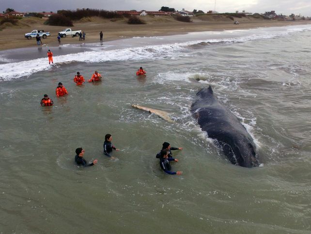 Tras horas de trabajo, rescataron a la ballena que había encallado en Mar del Tuyú