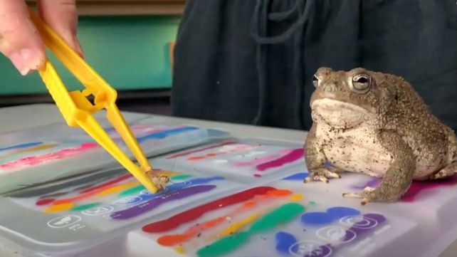 Una de las ranas de Madison en plena tarea creativa.