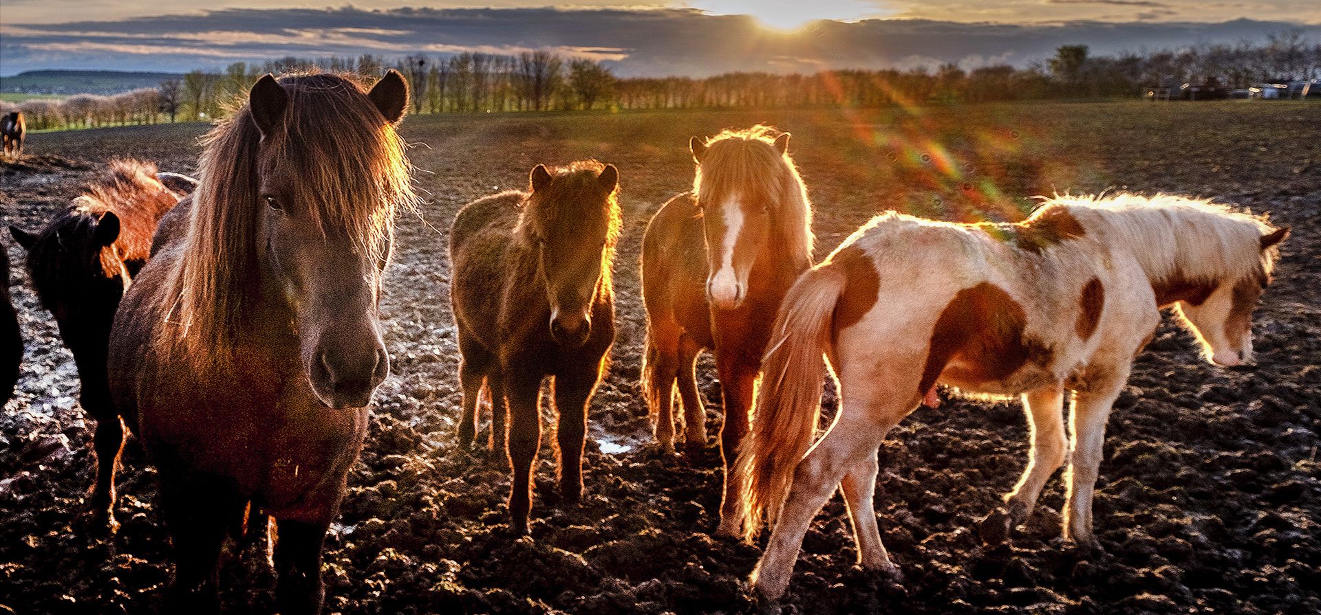 Caballos islandeses parados en su potrero en una yeguada en Wehrheim, cerca de Fráncfort, Alemania, el lunes 24 de abril de 2023. (Foto AP/Michael Probst)
