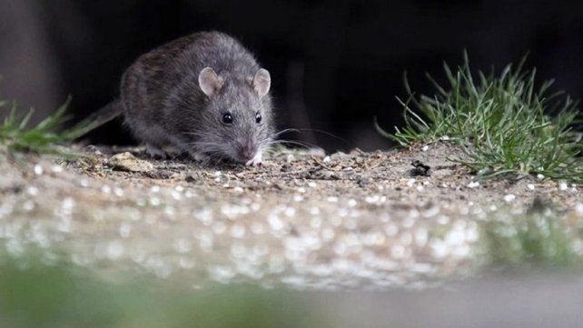 La Capital es el departamento con mayor cantidad de casos de leptospirosis