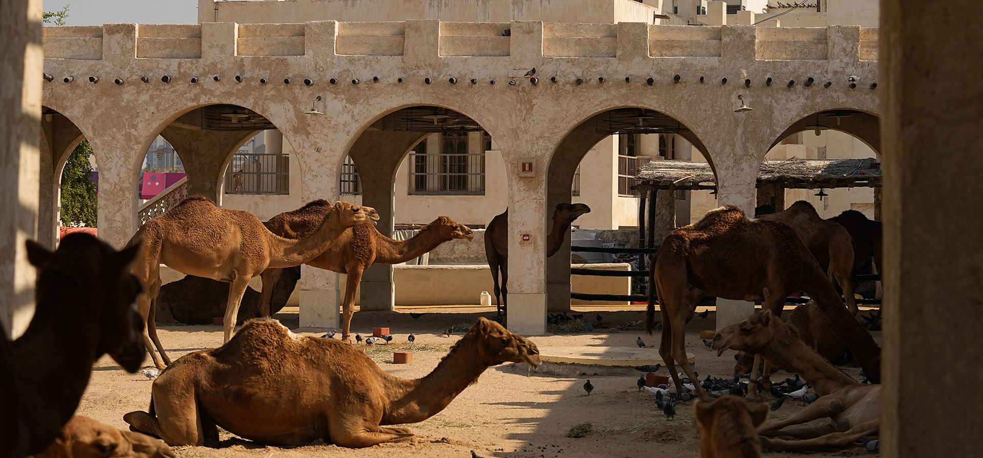 Camellos descansan afuera del mercado Souq Waqif durante la Copa del Mundo, en Doha, Qatar, el viernes 2 de diciembre de 2022. (Foto AP/Abbie Parr)