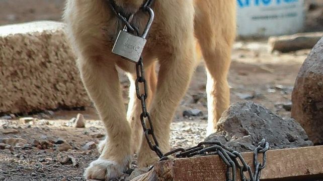 Detuvieron a un santafesino por torturar y matar animales por placer sexual
