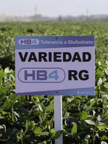 Bioceres dijo que trigo HB4 rindió hasta 40% más que el tradicional