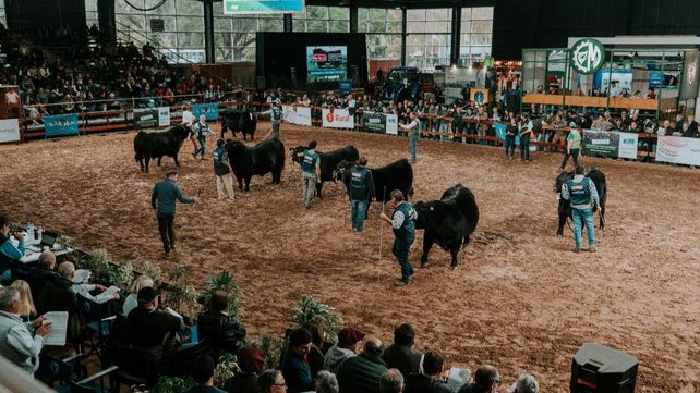 Angus muestra todo su potencial en la expo de otoño